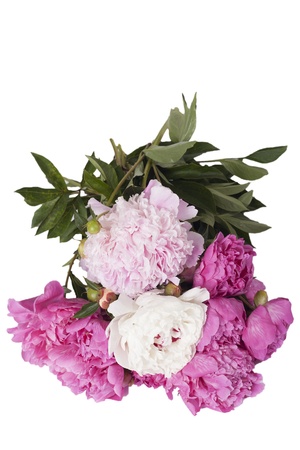 Peony bouquet isolated on white の写真素材