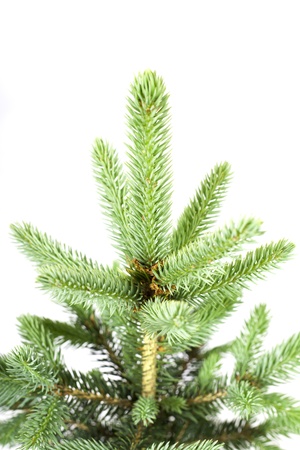 Young fir isolated on white の写真素材