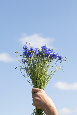 Cornflowers in hand against blue sky の写真素材