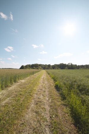 Path in the field の写真素材