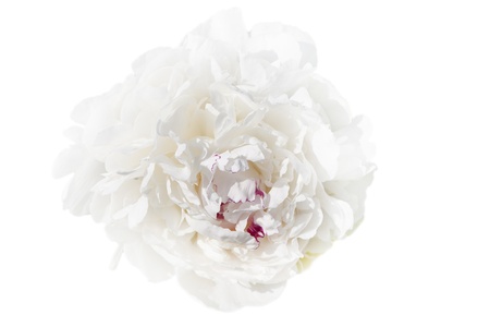 White peony isolated on white の写真素材