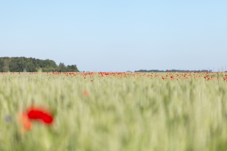 Red poppies in wheat field の写真素材