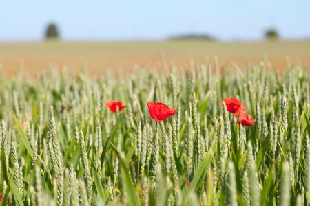 Red poppies in wheat field の写真素材