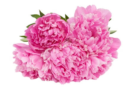 Peony bouquet isolated on white の写真素材