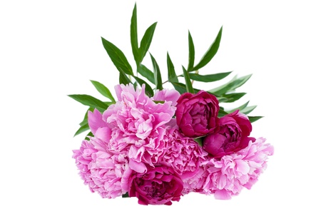 Peony bouquet isolated on white の写真素材