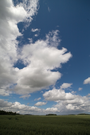 Green wheat field under white clouds の写真素材