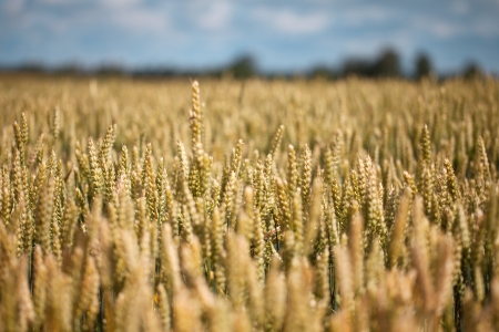 Yellow and ripe wheat field の写真素材