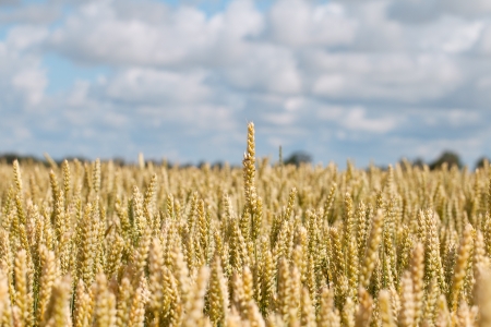 Yellow and ripe wheat field の写真素材