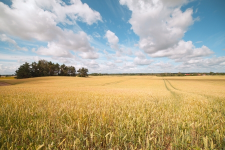 Yellow and ripe wheat field の写真素材