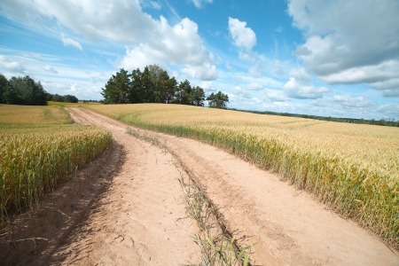 Lane in ripe wheat field の写真素材