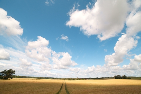 Track in ripe wheat field の写真素材