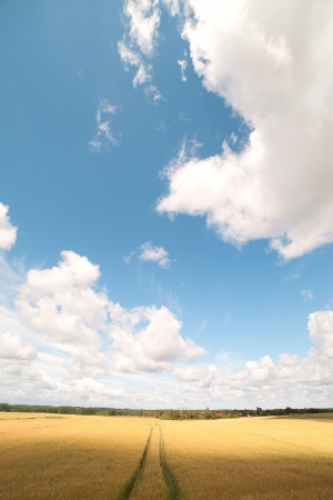 Track in ripe wheat field の写真素材