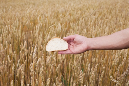 Bread in human hand against wheat field の写真素材