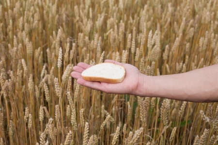 Bread in human hand against wheat field の写真素材