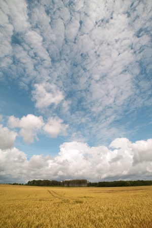 Blue sky over ripe wheat field の写真素材