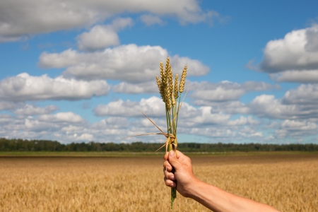 Ripe wheat spikes against wheat field の写真素材
