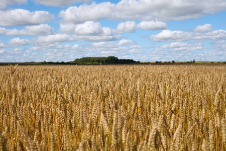 Yellow ripe wheat field under blue field の写真素材