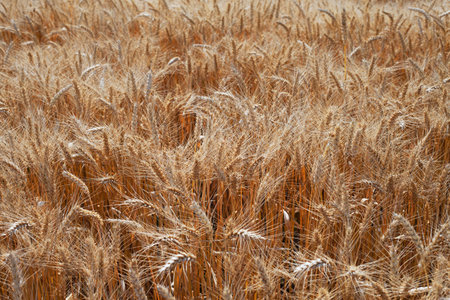 Ripe barley in field 