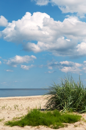 Grass on beach gulf of Riga, Baltic sea の写真素材