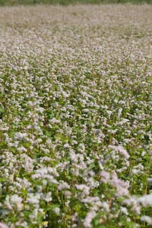 Buckwheat field in blossoms の写真素材