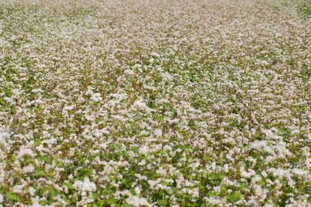 Buckwheat field in blossoms の写真素材