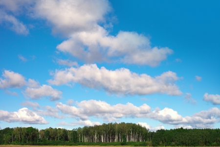Blue sky over birch forest の写真素材
