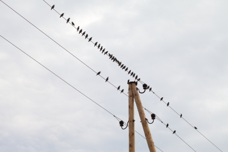Birds on wires の写真素材