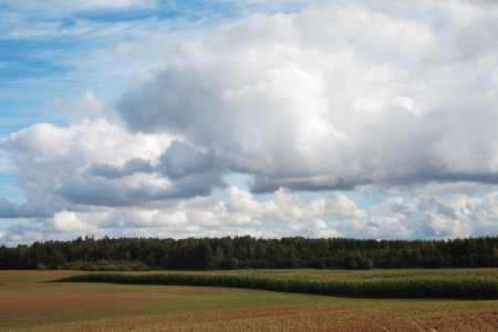 Germination of canola in the autumn の写真素材
