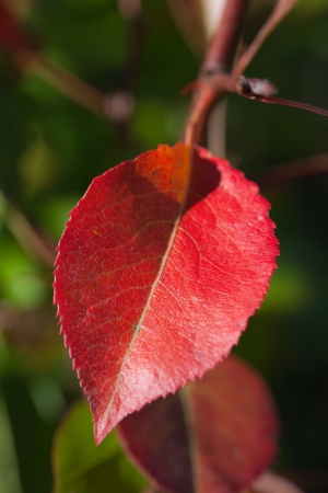 Red and green leaves in autumn の写真素材