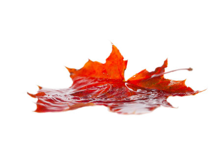 Maple leaf under water isolated on white の写真素材