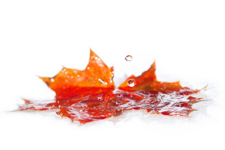 Maple leaf under water 