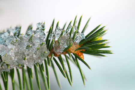 Fir twig and little snow 