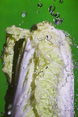 Chineese cabbage under splashing water の写真素材