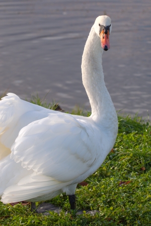 White swan at pond の写真素材