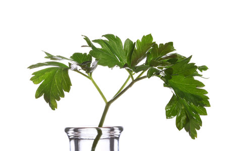 Parsley twig in bottleneck isolated on white の写真素材