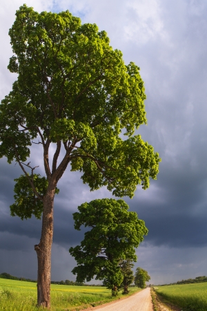Summer time and rural road の写真素材