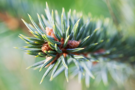 Closeup of spruce twig の写真素材