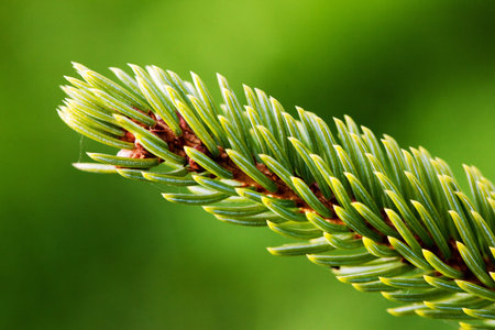Closeup of spruce twig 