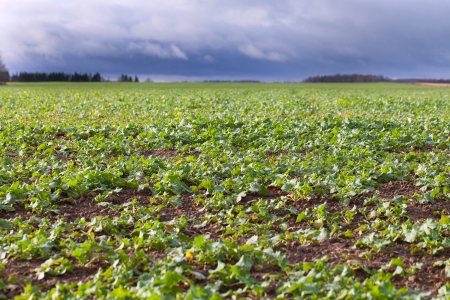 Canola field in autumn の写真素材
