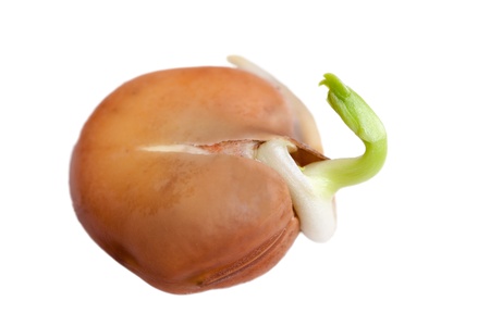 Germination of bean on white の写真素材