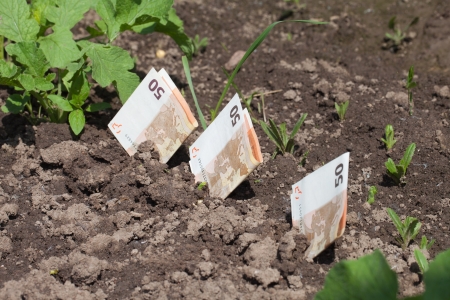 Growing of money の写真素材