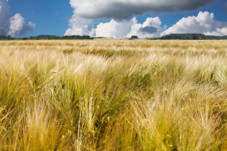 Cloudy sky over grain field の写真素材