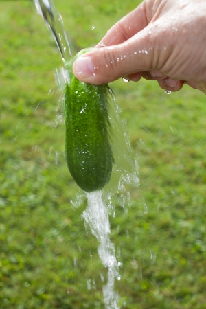 Washing of cucumber in flowing water.の写真素材