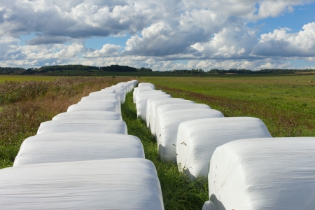Haylage rolls in rural landscape.の写真素材