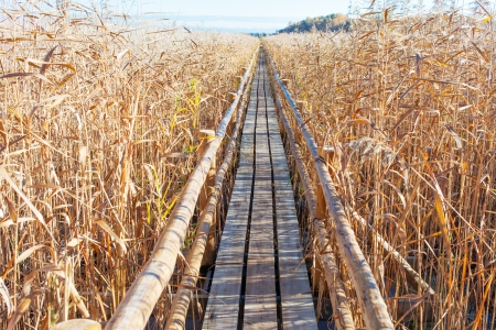 Wooden bridge through reed field.の写真素材