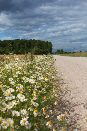 Daisies at rural road in hot summer day.の写真素材