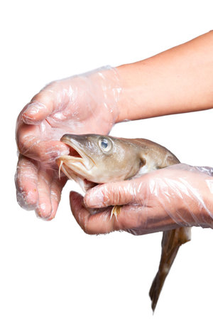 Raw fish in hands isolated on white.