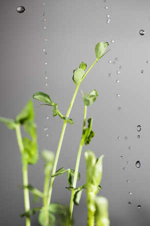 Water drops on green plants.の写真素材