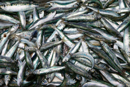 Fresh fish in sicilian fish market.の写真素材