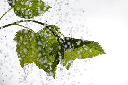 Falling water and green leaf.